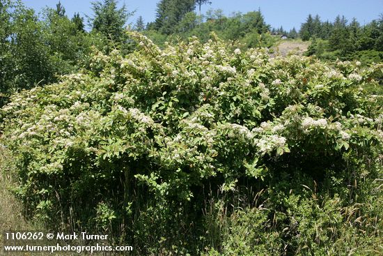 Parney's Cotoneaster