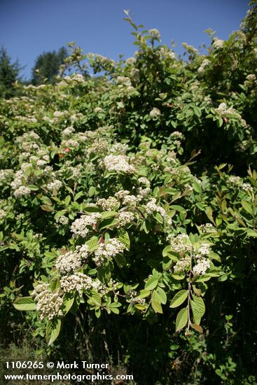 Parney's Cotoneaster blossoms & foliage