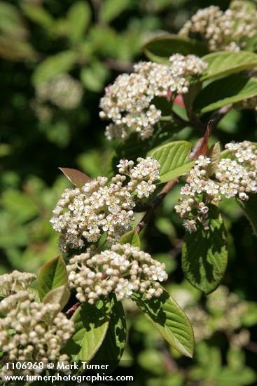 Parney's Cotoneaster blossoms & foliage