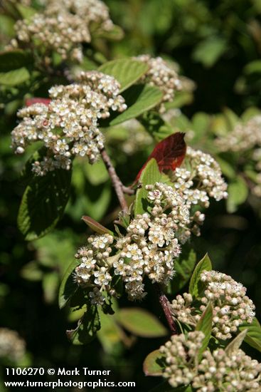 Parney's Cotoneaster blossoms & foliage