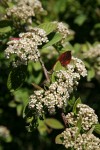 Parney's Cotoneaster blossoms & foliage