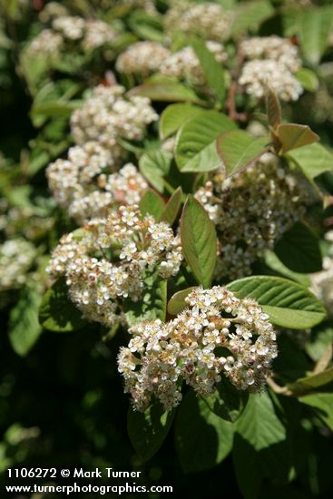 Parney's Cotoneaster blossoms & foliage