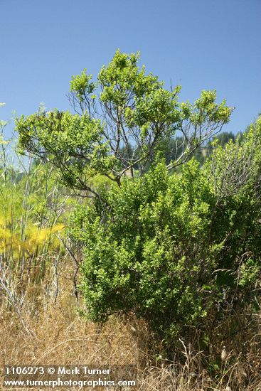 Coyote Brush