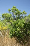 Coyote Brush