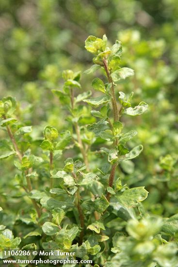 Coyote Brush foliage