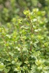 Coyote Brush foliage