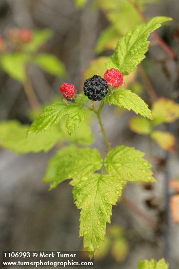 Blackcap Raspberry fruit among foliage