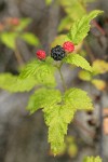Blackcap Raspberry fruit among foliage