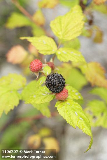 Blackcap Raspberry fruit among foliage