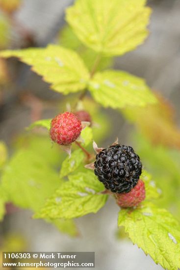 Blackcap Raspberry fruit among foliage