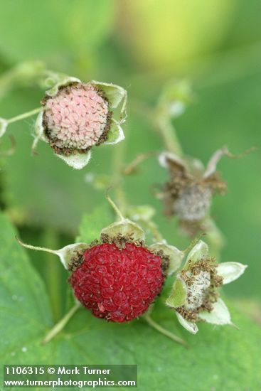Thimbleberry fruit detail
