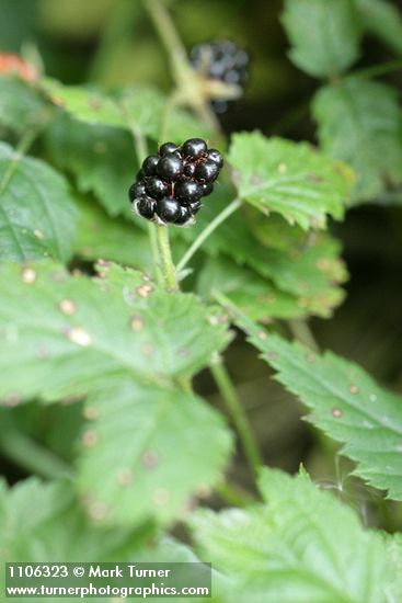 Trailing Blackberry fruit among foliage