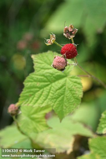 Thimbleberry fruit among foliage