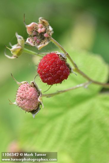 Thimbleberry fruit detail