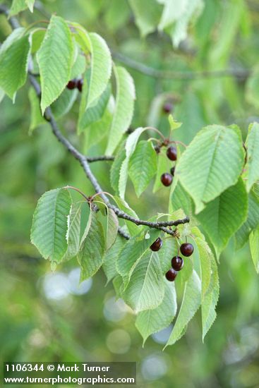 Sweet Cherry fruit among foliage