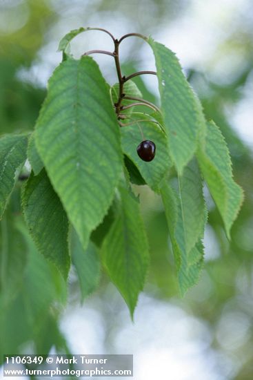 Sweet Cherry fruit among foliage