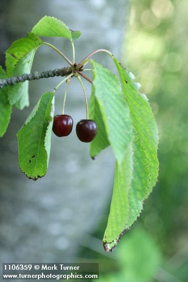 Sweet Cherry fruit among foliage
