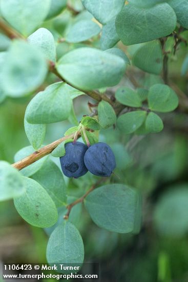 Bog Blueberry fruit & foliage