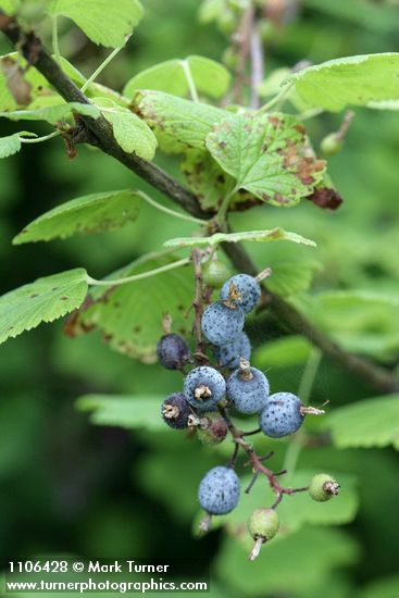 Red-flowering Currant fruit & foliage