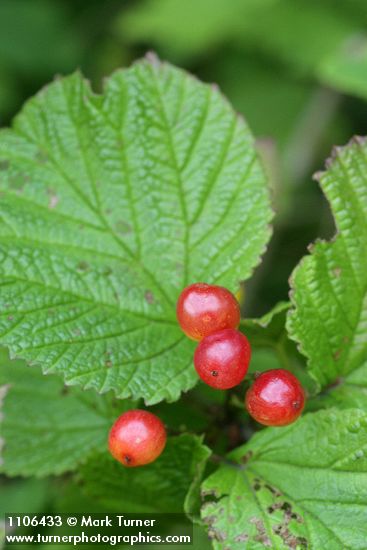 Highbush Cranberry fruit & foliage