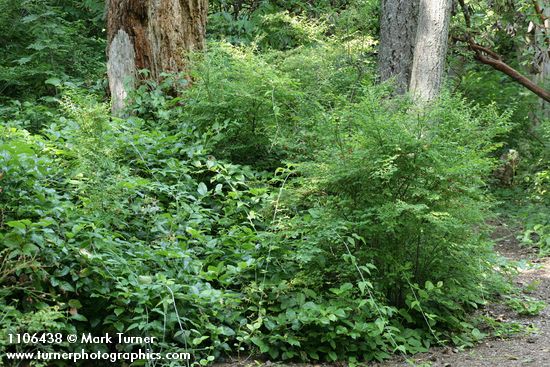 Red Huckleberries w/ Trailing Blackberries on Salal