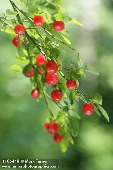 Red Huckleberry fruit & foliage