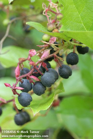 Salal fruit