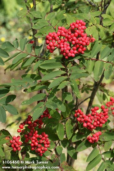 Cascade Mountain Ash fruit & foliage