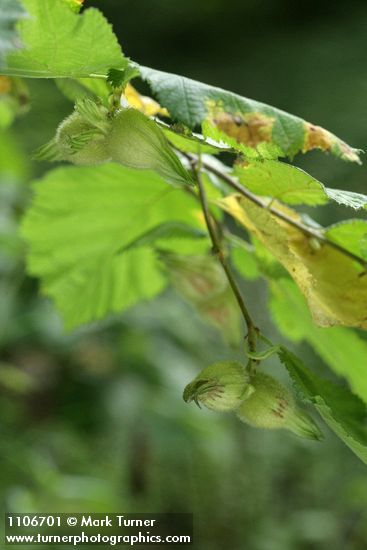 Beaked Hazelnut pairs of nuts beneath foliage