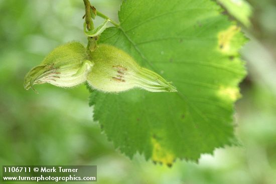 Beaked Hazelnut pair of nuts beneath foliage