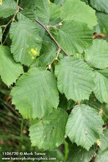 Beaked Hazelnut foliage