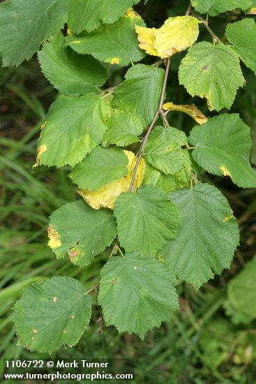Beaked Hazelnut foliage