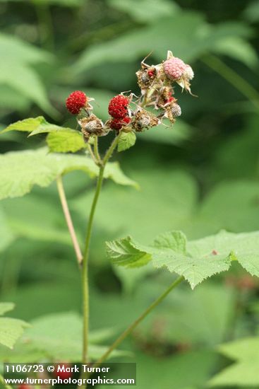 Thimbleberry fruit
