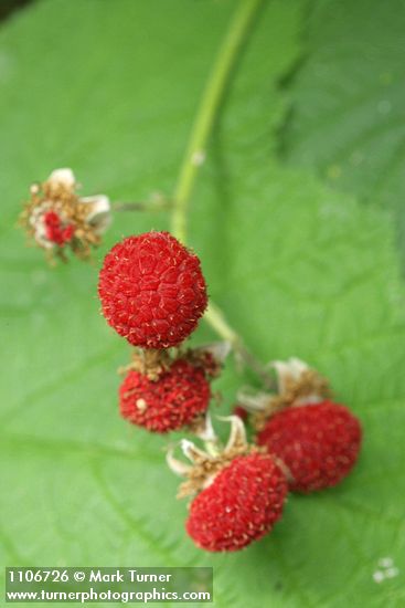 Thimbleberry fruit detail