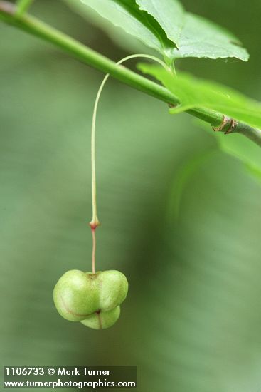 Western Wahoo (Western Burning Bush) immature fruit