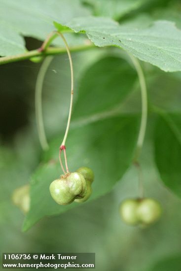 Western Wahoo (Western Burning Bush) immature fruit