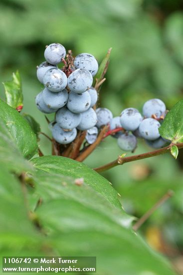 Dull Oregon-grape fruit & foliage