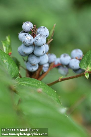 Dull Oregon-grape fruit & foliage