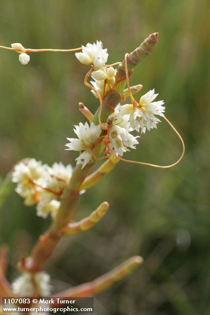 Salt Marsh Dodder on Slender Pickleweed, detail