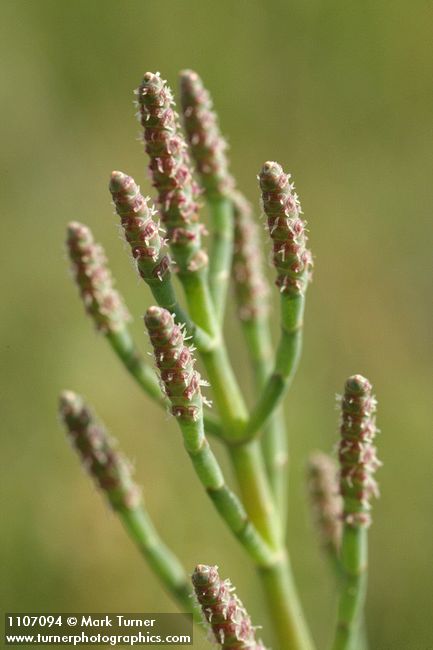 Slender Pickleweed detail
