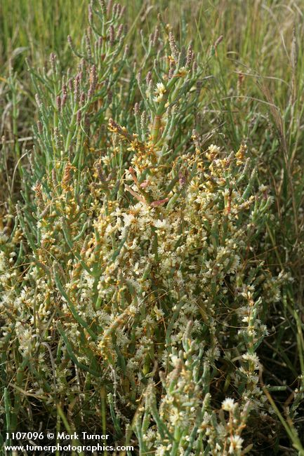 Salt Marsh Dodder on Slender Pickleweed