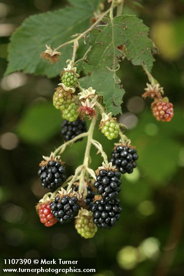 Himalayan Blackberry ripening fruit