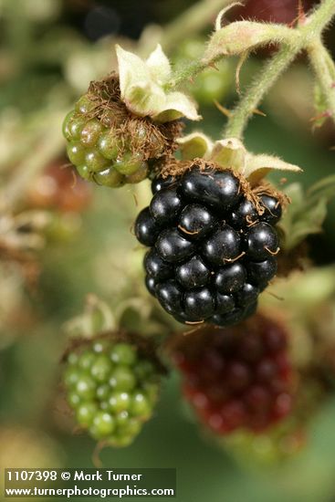 Himalayan Blackberry ripening fruit, detail