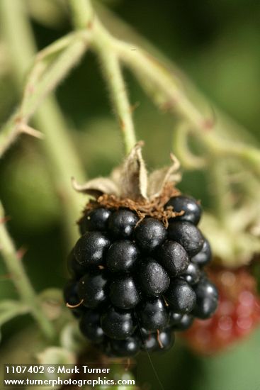 Himalayan Blackberry ripe fruit, detail