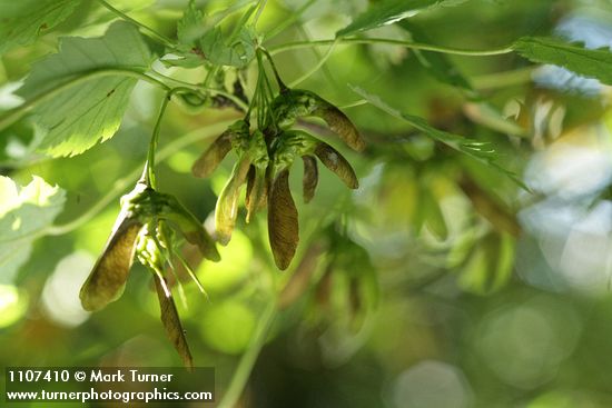 Douglas Maple samaras (seeds) under foliage
