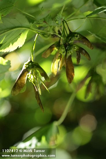 Douglas Maple samaras (seeds) under foliage