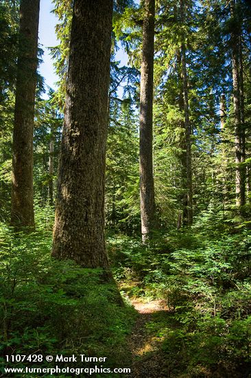 Old-growth Western Hemlock forest