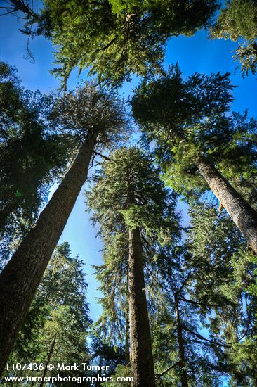 Old-growth Western Hemlock forest, view up to crowns against blue sky