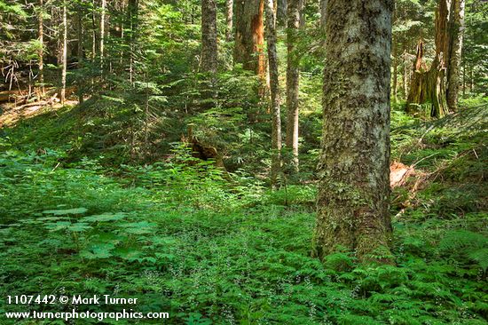 Pacific Silver Fir trunk, forest floor w/ Devil's Club surrounded by Oak Ferns & Tiarella