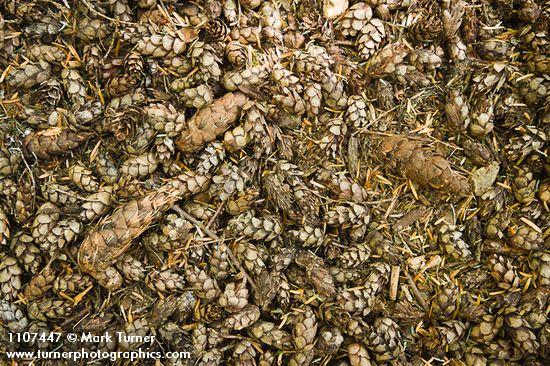 Western Hemlock & Douglas-fir cones